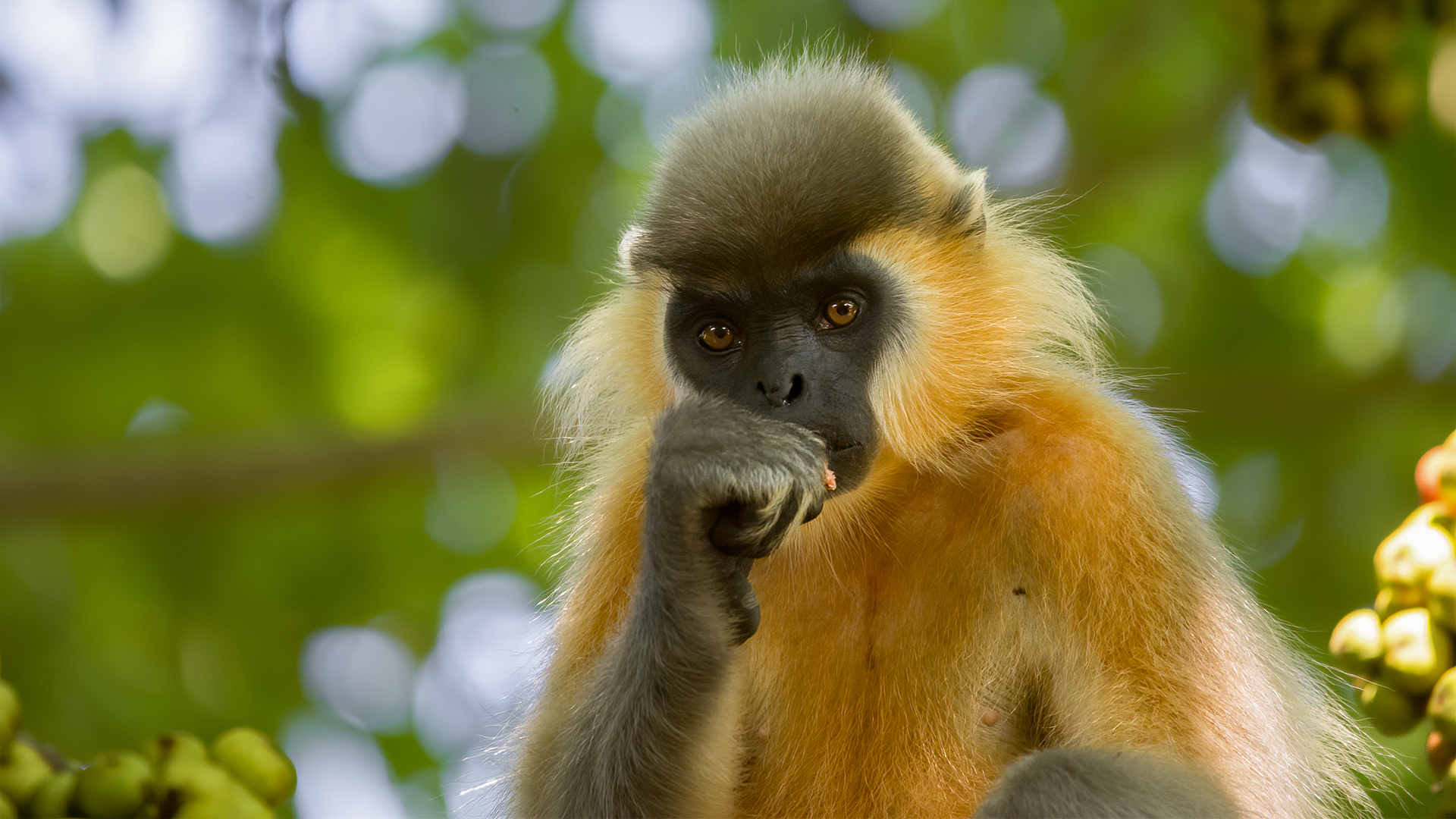 Vulnerable Capped langur at Kazirang National Park, Assam